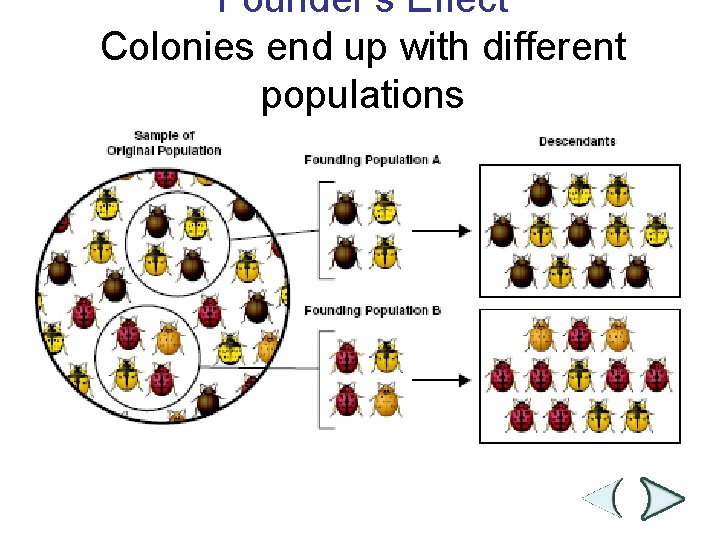 Founder’s Effect Colonies end up with different populations Section 16 -2 Sample of Original