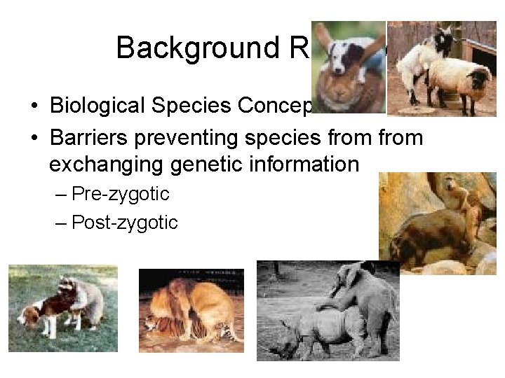 Background Review • Biological Species Concept • Barriers preventing species from exchanging genetic information