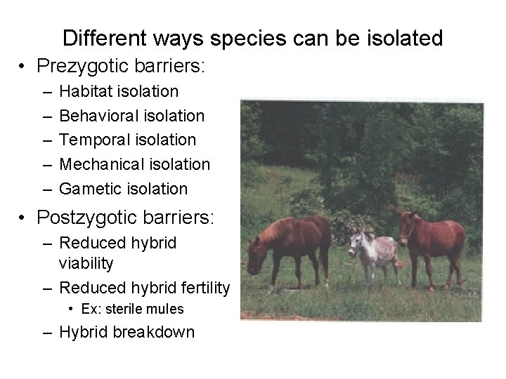 Different ways species can be isolated • Prezygotic barriers: – – – Habitat isolation