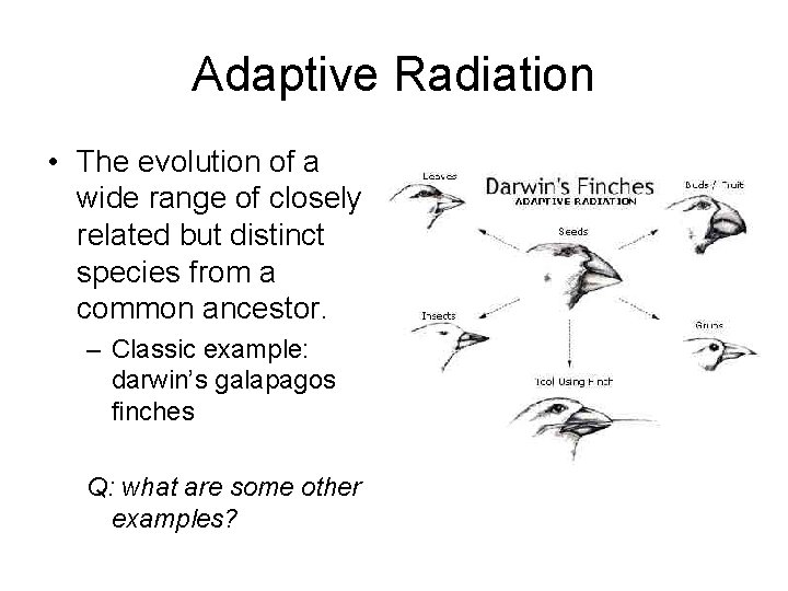 Adaptive Radiation • The evolution of a wide range of closely related but distinct