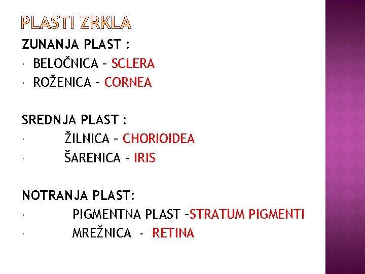 ZUNANJA PLAST : BELOČNICA – SCLERA ROŽENICA – CORNEA SREDNJA PLAST : ŽILNICA –