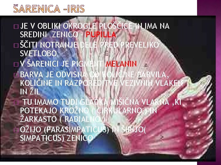 � JE V OBLIKI OKROGLE PLOŠČICE IN IMA NA SREDINI ZENICO – PUPILLA �