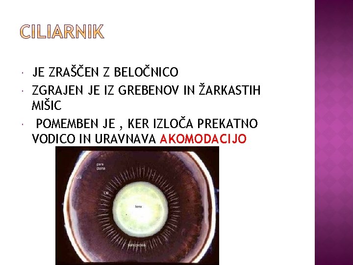  JE ZRAŠČEN Z BELOČNICO ZGRAJEN JE IZ GREBENOV IN ŽARKASTIH MIŠIC POMEMBEN JE