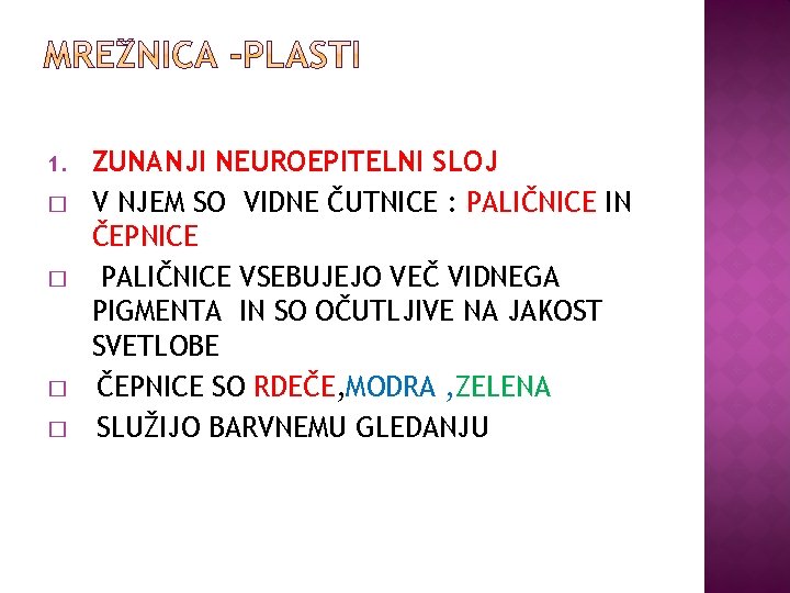1. � � ZUNANJI NEUROEPITELNI SLOJ V NJEM SO VIDNE ČUTNICE : PALIČNICE IN
