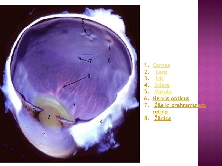 1. 2. 3. 4. 5. 6. 7. Cornea Lens Iris Sclera Macula Nervus opticus