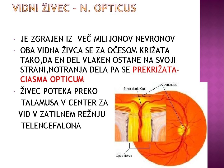  JE ZGRAJEN IZ VEČ MILIJONOV NEVRONOV OBA VIDNA ŽIVCA SE ZA OČESOM KRIŽATA