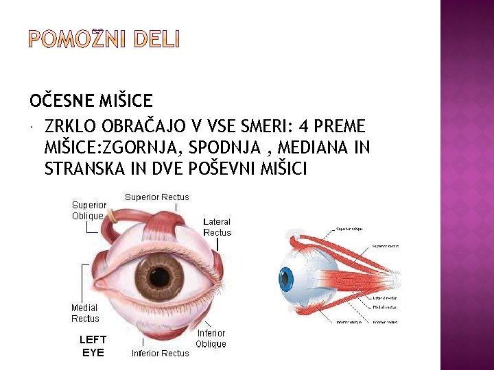 OČESNE MIŠICE ZRKLO OBRAČAJO V VSE SMERI: 4 PREME MIŠICE: ZGORNJA, SPODNJA , MEDIANA