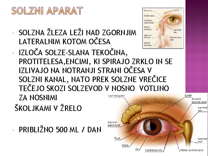 SOLZNA ŽLEZA LEŽI NAD ZGORNJIM LATERALNIM KOTOM OČESA IZLOČA SOLZE-SLANA TEKOČINA, PROTITELESA, ENCIMI, KI