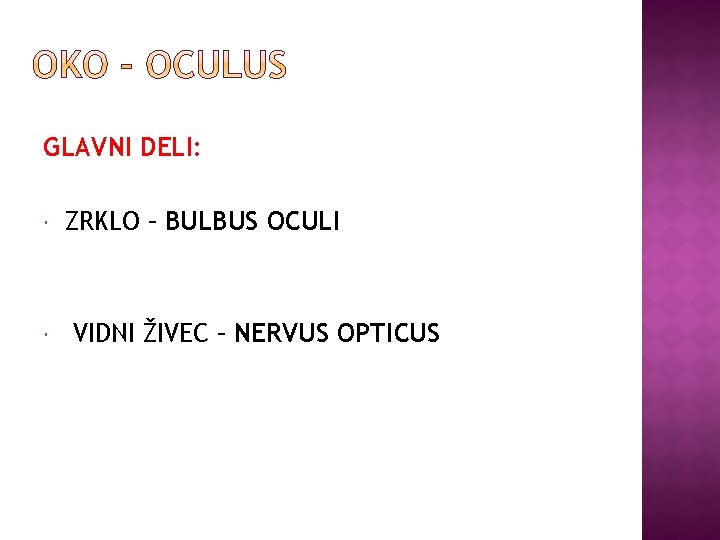 GLAVNI DELI: ZRKLO – BULBUS OCULI VIDNI ŽIVEC – NERVUS OPTICUS 