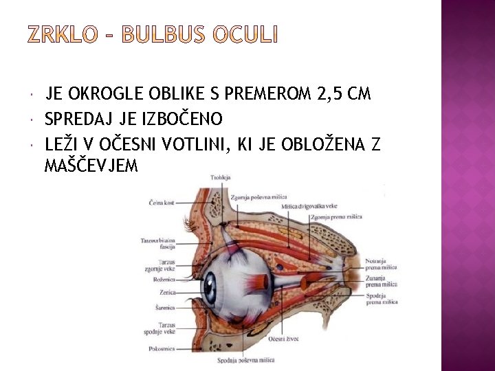  JE OKROGLE OBLIKE S PREMEROM 2, 5 CM SPREDAJ JE IZBOČENO LEŽI V