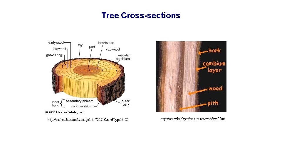Tree Cross-sections http: //cache. eb. com/eb/image? id=72251&rend. Type. Id=35 http: //www. backyardnature. net/woodtwi 2.