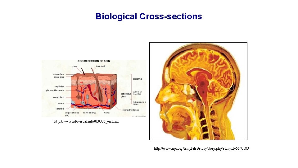 Biological Cross-sections http: //www. infovisual. info/03/036_en. html http: //www. npr. org/templates/story. php? story. Id=5640183