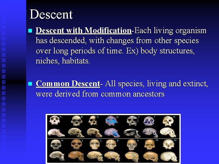 Descent n Descent with Modification-Each living organism has descended, with changes from other species