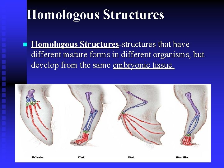 Homologous Structures n Homologous Structures-structures that have different mature forms in different organisms, but