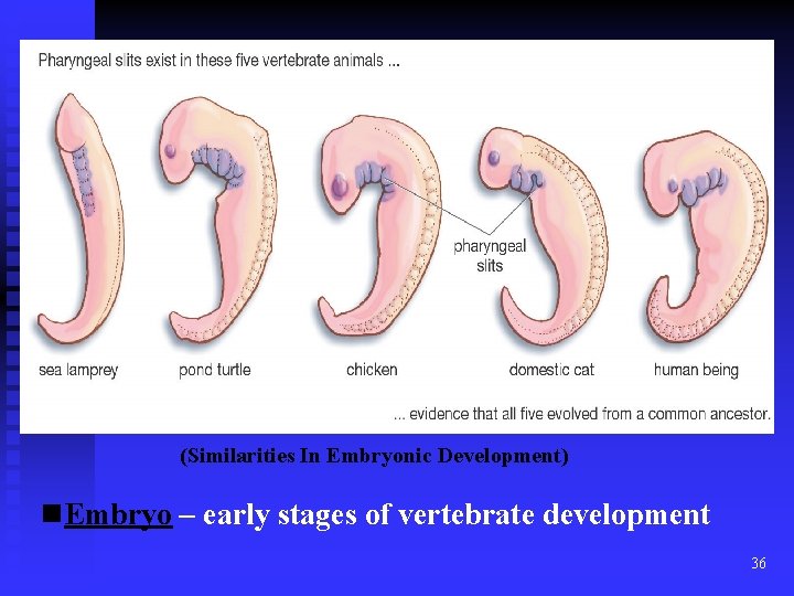 Evidence for Evolution - Comparative Embryology (Similarities In Embryonic Development) n. Embryo – early