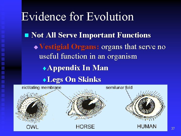 Evidence for Evolution n Not All Serve Important Functions u Vestigial Organs: organs that