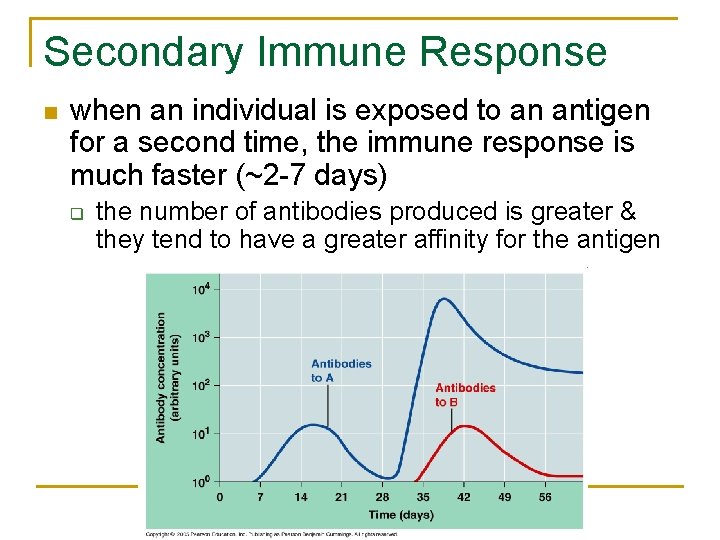 Secondary Immune Response n when an individual is exposed to an antigen for a