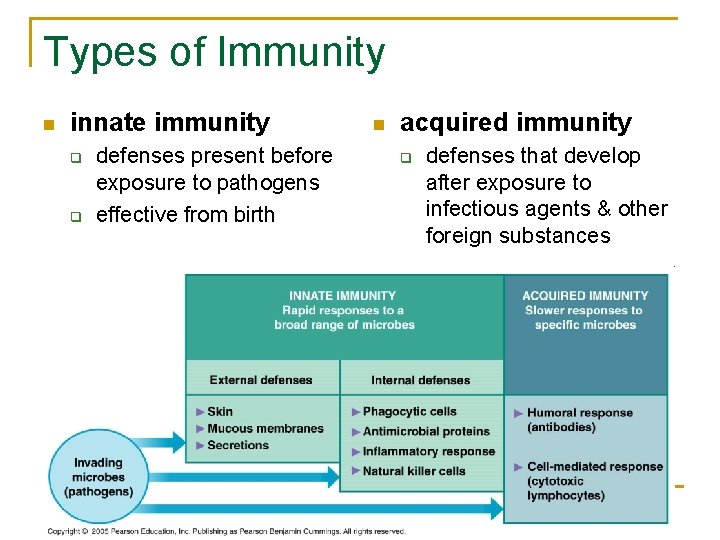 Types of Immunity n innate immunity q q defenses present before exposure to pathogens