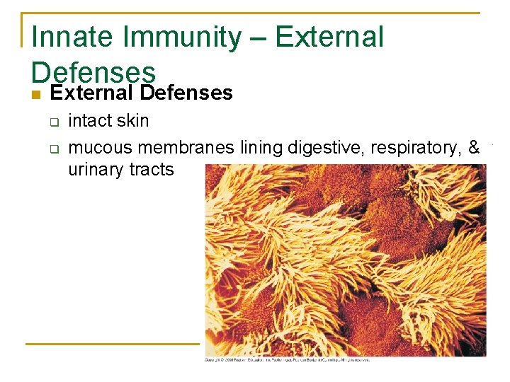 Innate Immunity – External Defenses n External Defenses q q intact skin mucous membranes