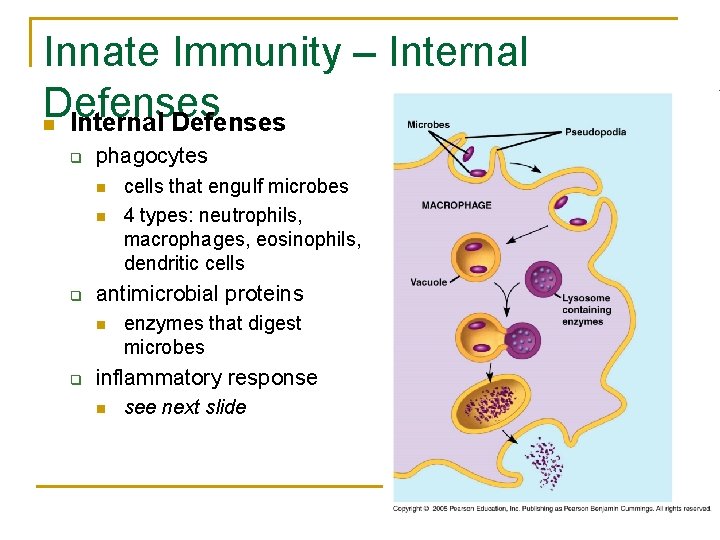 Innate Immunity – Internal Defenses n Internal Defenses q phagocytes n n q antimicrobial