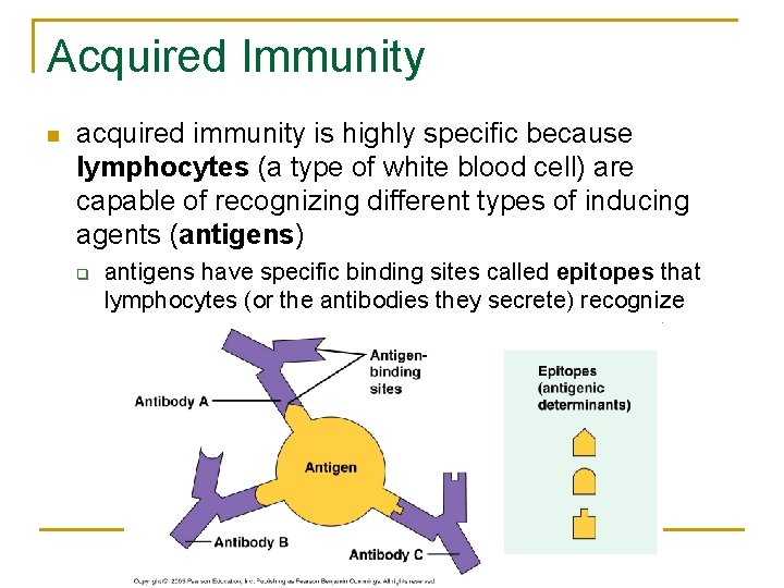 Acquired Immunity n acquired immunity is highly specific because lymphocytes (a type of white