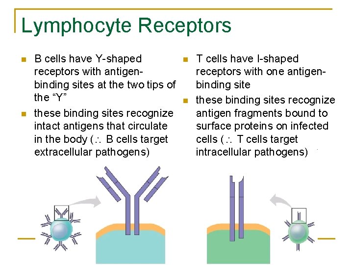 Lymphocyte Receptors n n B cells have Y-shaped receptors with antigenbinding sites at the