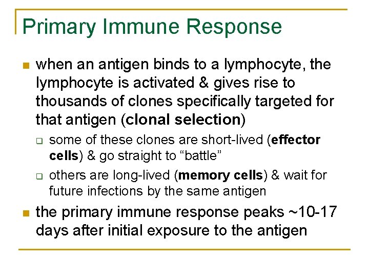 Primary Immune Response n when an antigen binds to a lymphocyte, the lymphocyte is