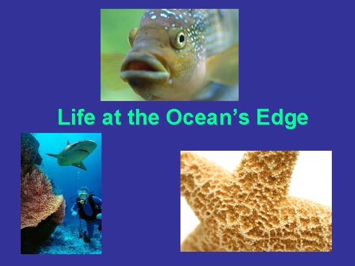 Life at the Ocean’s Edge 