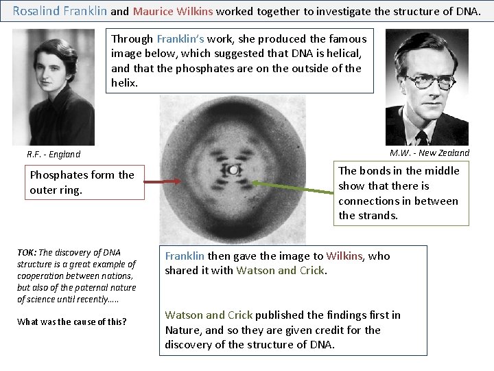 Rosalind Franklin and Maurice Wilkins worked together to investigate the structure of DNA. Through