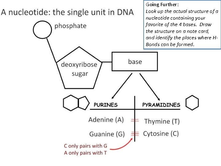 Going Further: Look up the actual structure of a nucleotide containing your favorite of