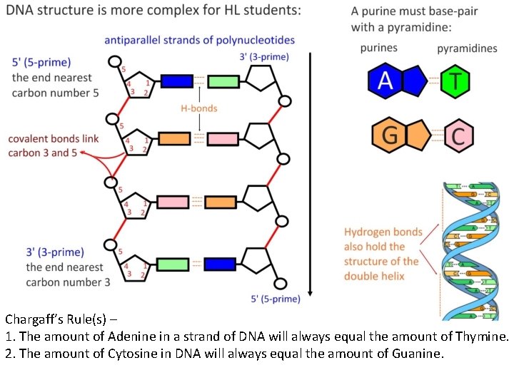 Chargaff’s Rule(s) – 1. The amount of Adenine in a strand of DNA will