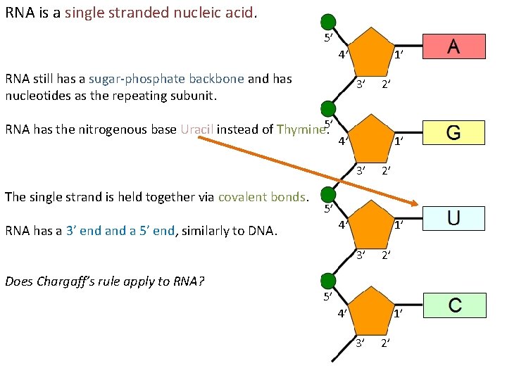 RNA is a single stranded nucleic acid. 5’ 4’ RNA still has a sugar-phosphate