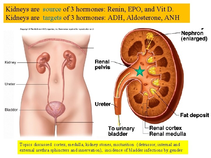 Kidneys are source of 3 hormones: Renin, EPO, and Vit D. Kidneys are targets
