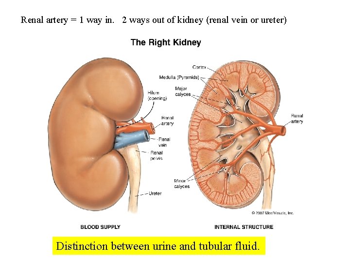 Renal artery = 1 way in. 2 ways out of kidney (renal vein or