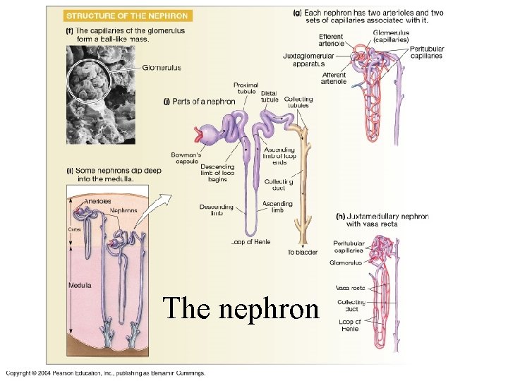 The nephron 