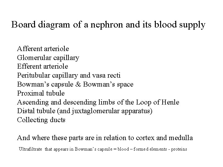 Board diagram of a nephron and its blood supply Afferent arteriole Glomerular capillary Efferent