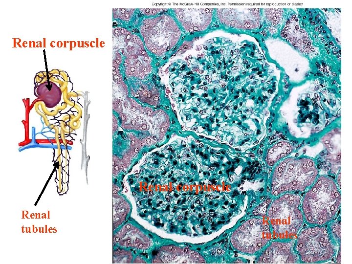 Renal corpuscle CO 24 Renal corpuscle Renal tubules 