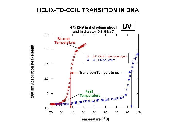 HELIX-TO-COIL TRANSITION IN DNA UV 