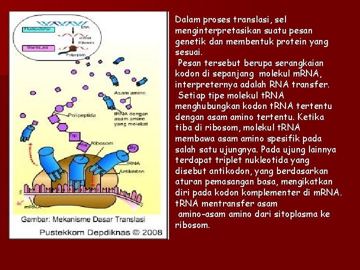 Dalam proses translasi, sel menginterpretasikan suatu pesan genetik dan membentuk protein yang sesuai. Pesan