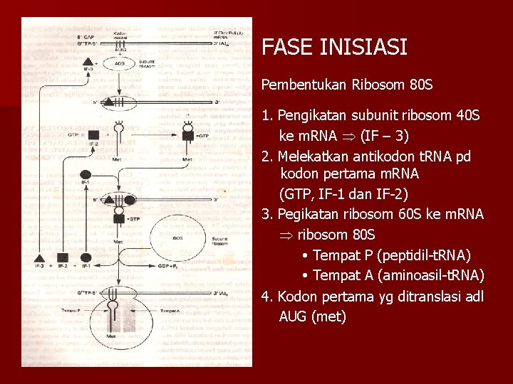 FASE INISIASI Pembentukan Ribosom 80 S 1. Pengikatan subunit ribosom 40 S ke m.