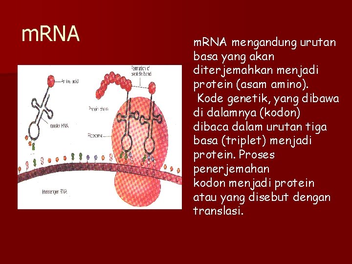m. RNA mengandung urutan basa yang akan diterjemahkan menjadi protein (asam amino). Kode genetik,