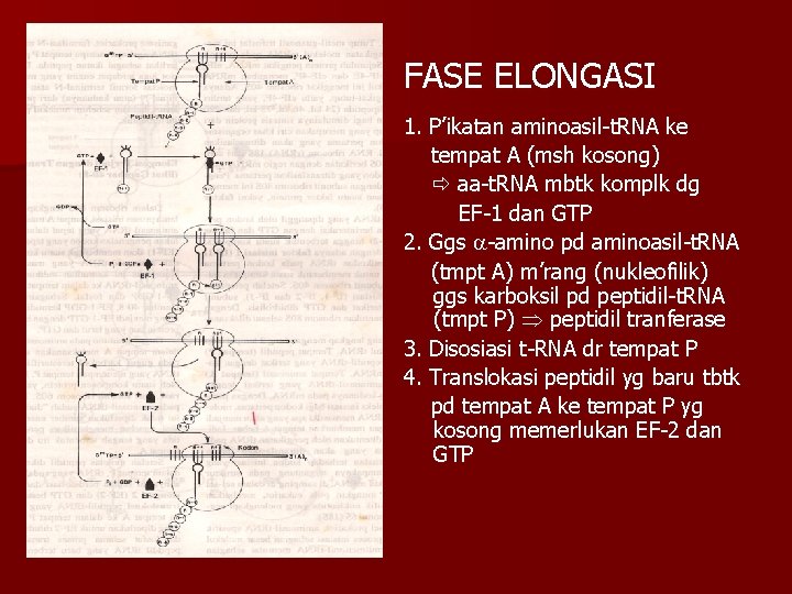 FASE ELONGASI 1. P’ikatan aminoasil-t. RNA ke tempat A (msh kosong) aa-t. RNA mbtk