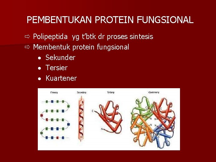 PEMBENTUKAN PROTEIN FUNGSIONAL Polipeptida yg t’btk dr proses sintesis Membentuk protein fungsional Sekunder Tersier