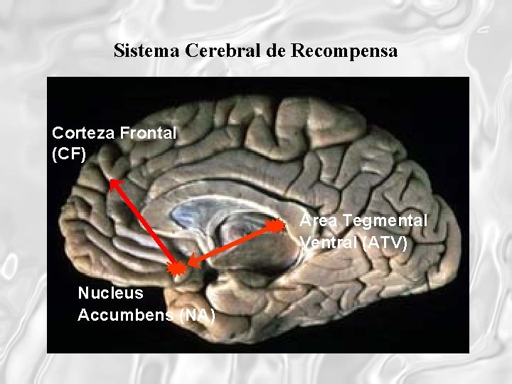 Sistema Cerebral de Recompensa Corteza Frontal (CF) Area Tegmental Ventral (ATV) Nucleus Accumbens (NA)