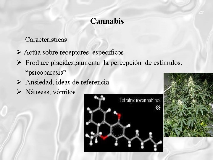 Cannabis Características Actúa sobre receptores específicos Produce placidez, aumenta la percepción de estímulos, “psicoparesis”