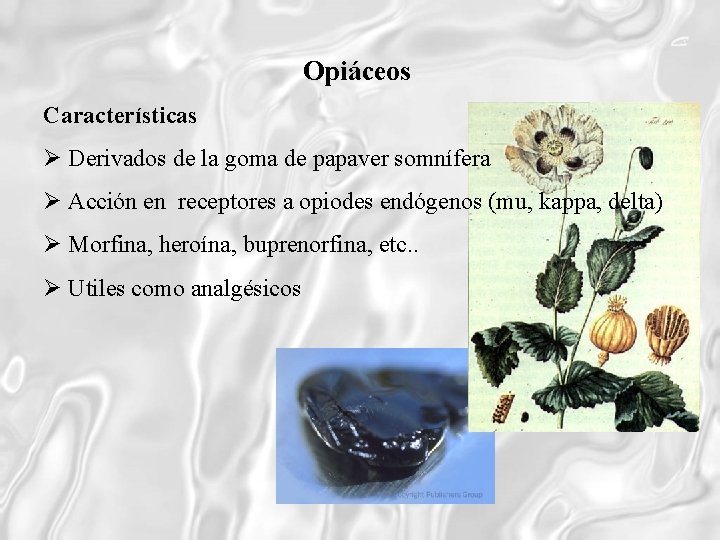 Opiáceos Características Derivados de la goma de papaver somnífera Acción en receptores a opiodes