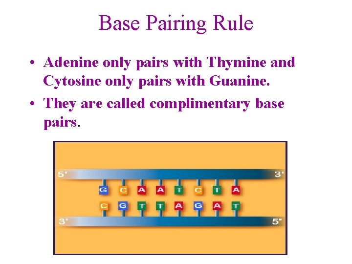Base Pairing Rule • Adenine only pairs with Thymine and Cytosine only pairs with