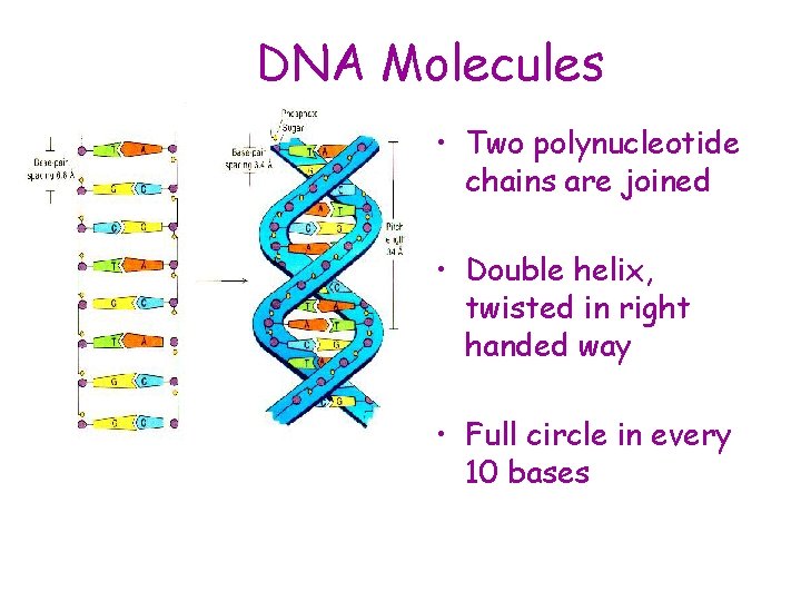 DNA Molecules • Two polynucleotide chains are joined • Double helix, twisted in right