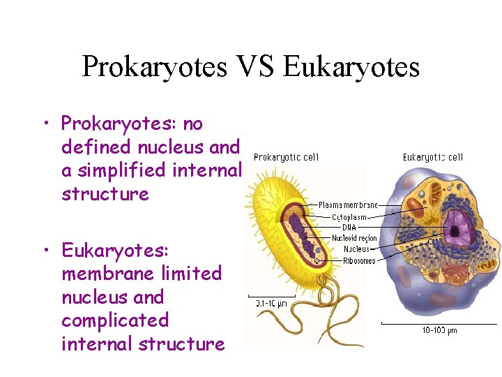 Prokaryotes VS Eukaryotes • Prokaryotes: no defined nucleus and a simplified internal structure •