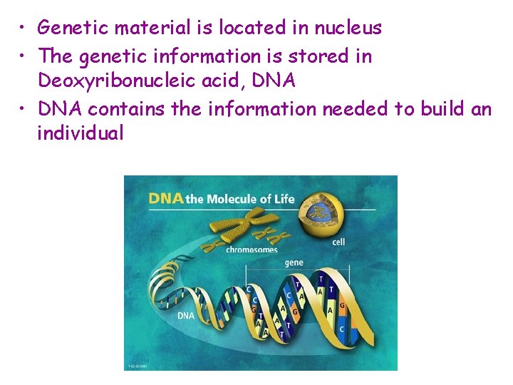  • Genetic material is located in nucleus • The genetic information is stored